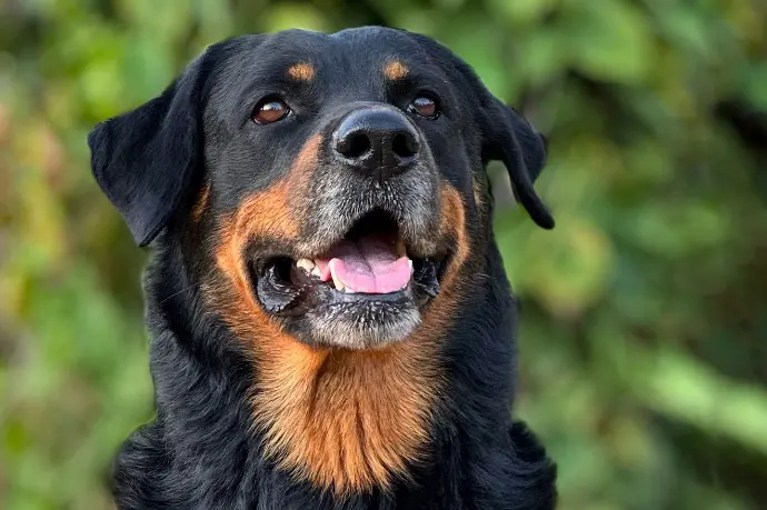 a close up of a dog with trees in the background